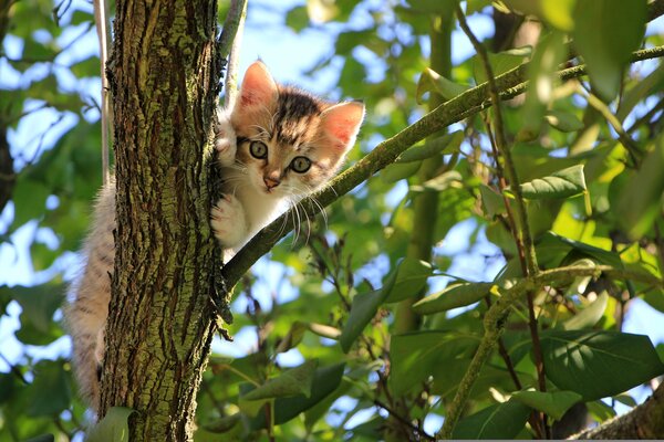Bild vergr&ouml;&szlig;ern: Ein dreifarbiges K&auml;tzchen sitzt in einem Baum und schaut in die Kamera.