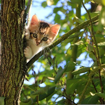 Ein dreifarbiges K&auml;tzchen sitzt in einem Baum und schaut in die Kamera. 