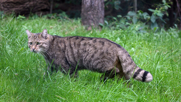 Bild vergr&ouml;&szlig;ern: 2026_Waldkatze_2