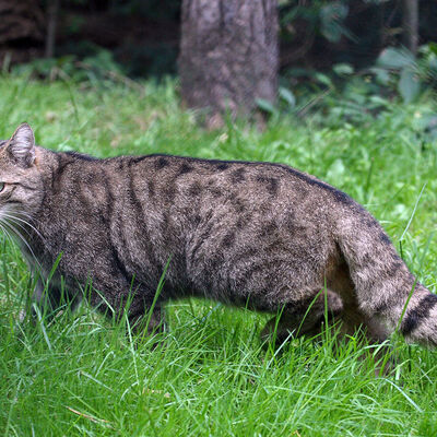 2026_Waldkatze_2