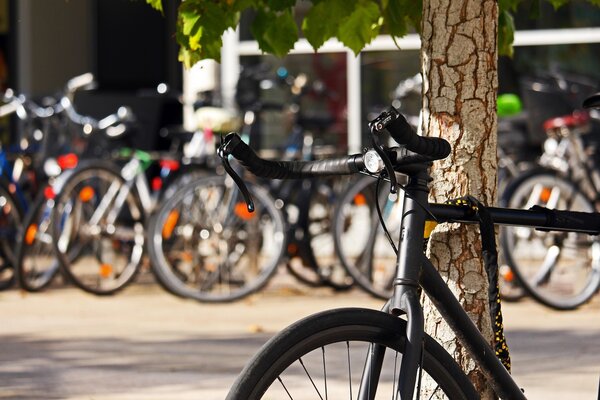 Bild vergr&ouml;&szlig;ern: Ein schwarzes Fahrrad mit Rennlenker lehnt an einem Baum. Im unscharfen Hintergrund stehen weitere Fahrr&auml;der vor einem Geb&auml;ude.