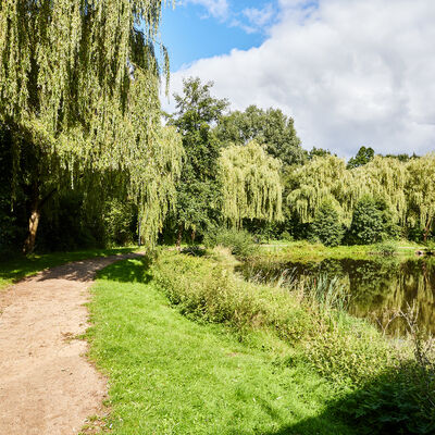Sommerliche Aufnahme von B&auml;umen im Stadtpark.